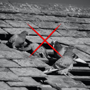 Eliminar palomas en el tejado