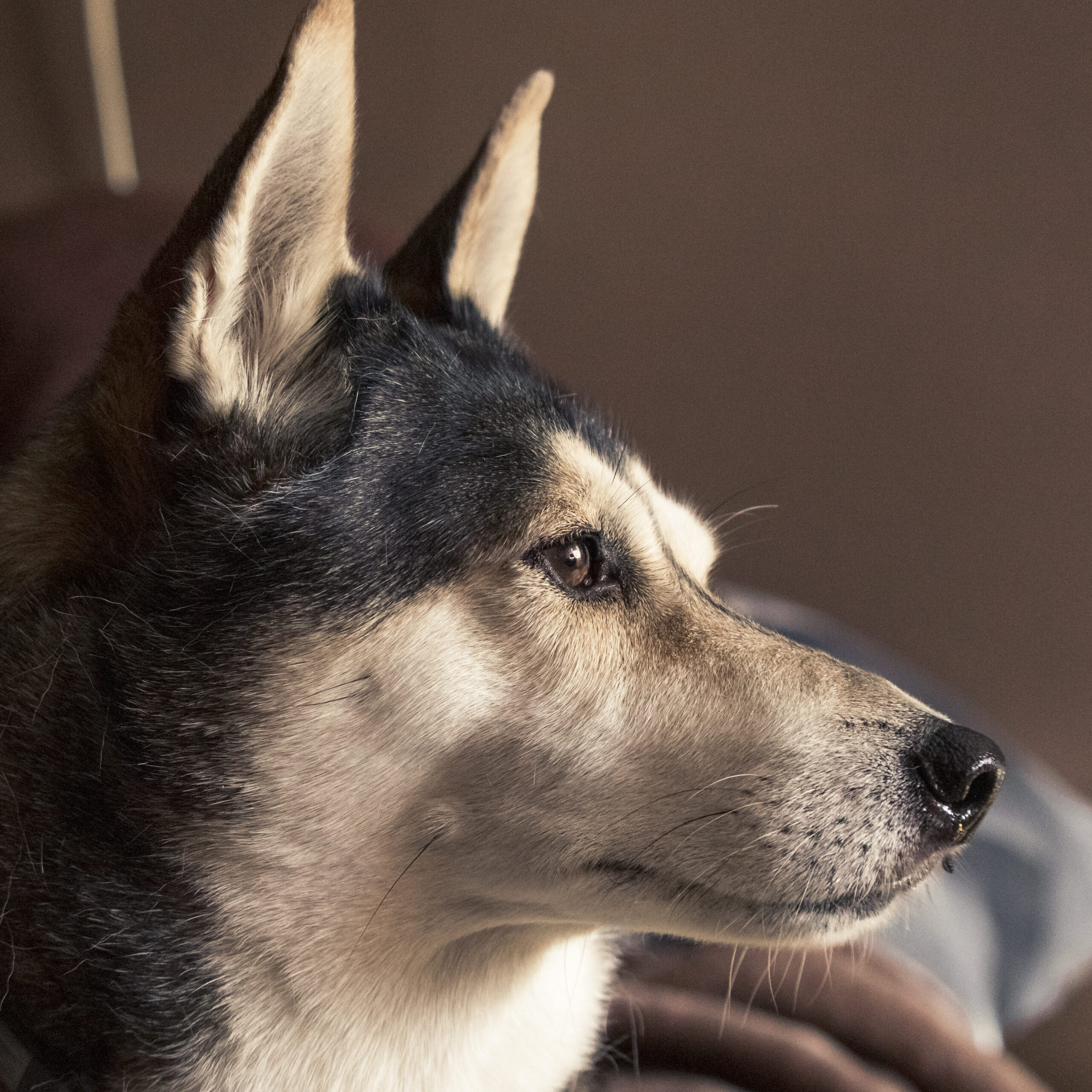 Accesorios ecológicos para perros reciclados – ¡Cuida al planeta y a tu amigo!