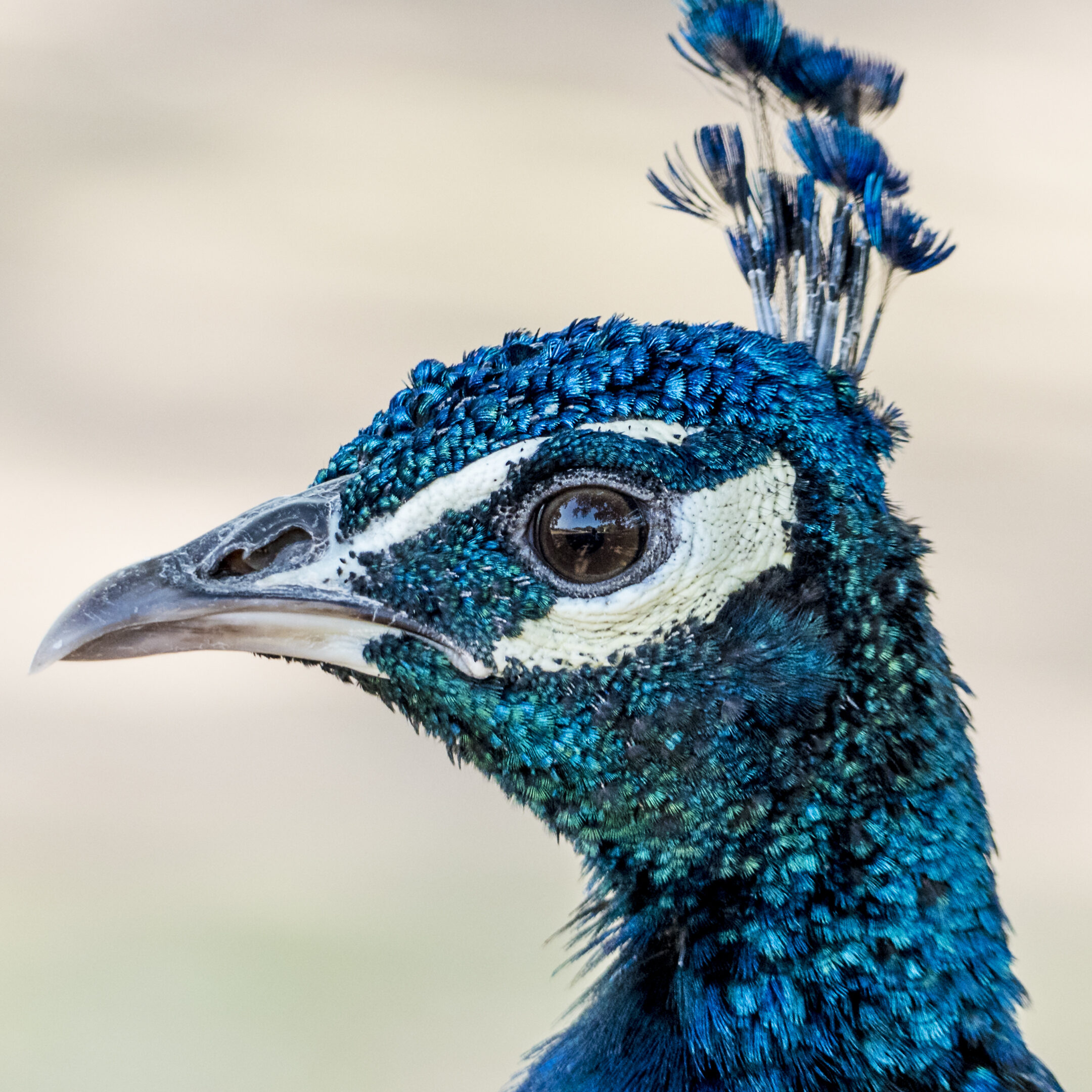 Animal materas con botellas plasticas