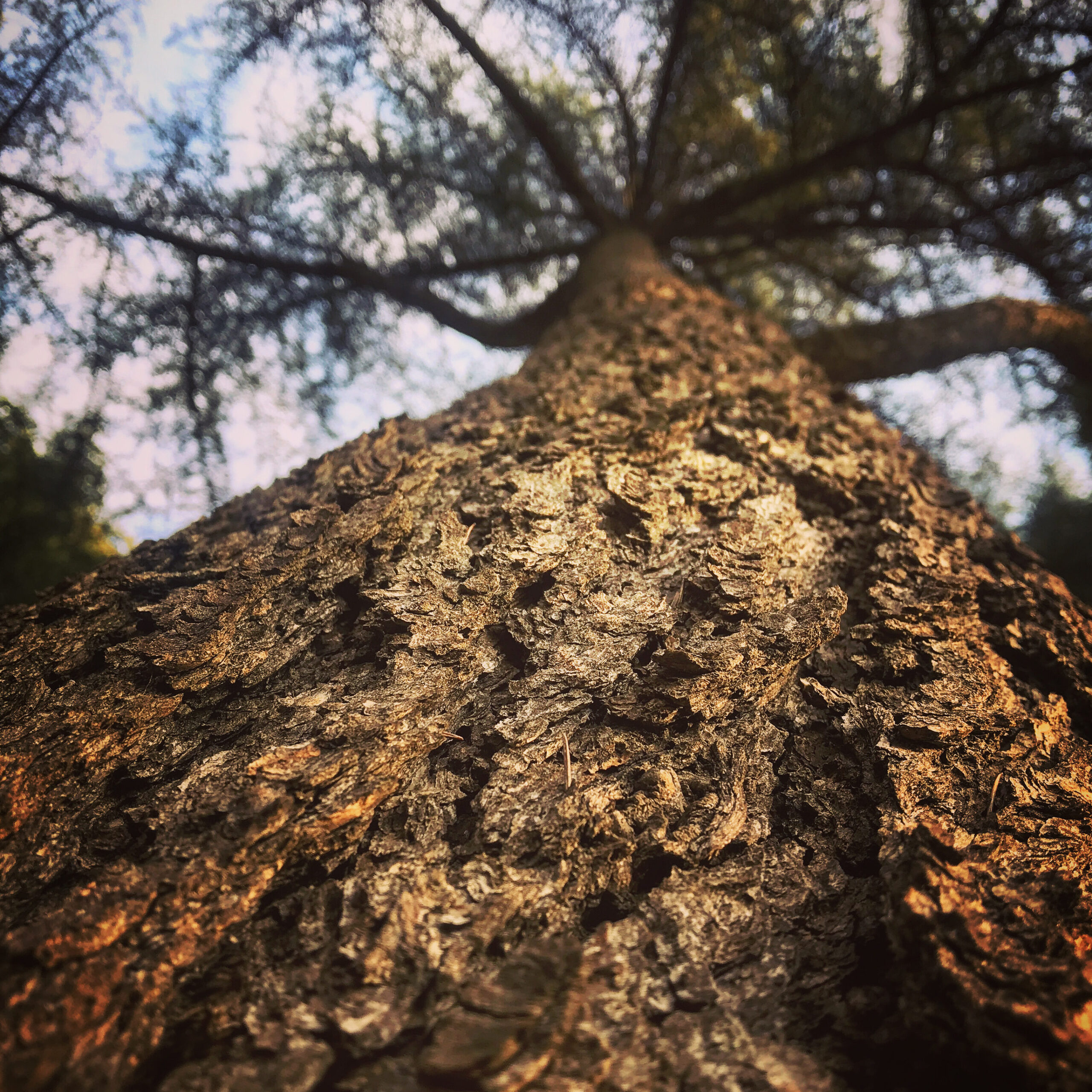 pesebres de troncos de madera