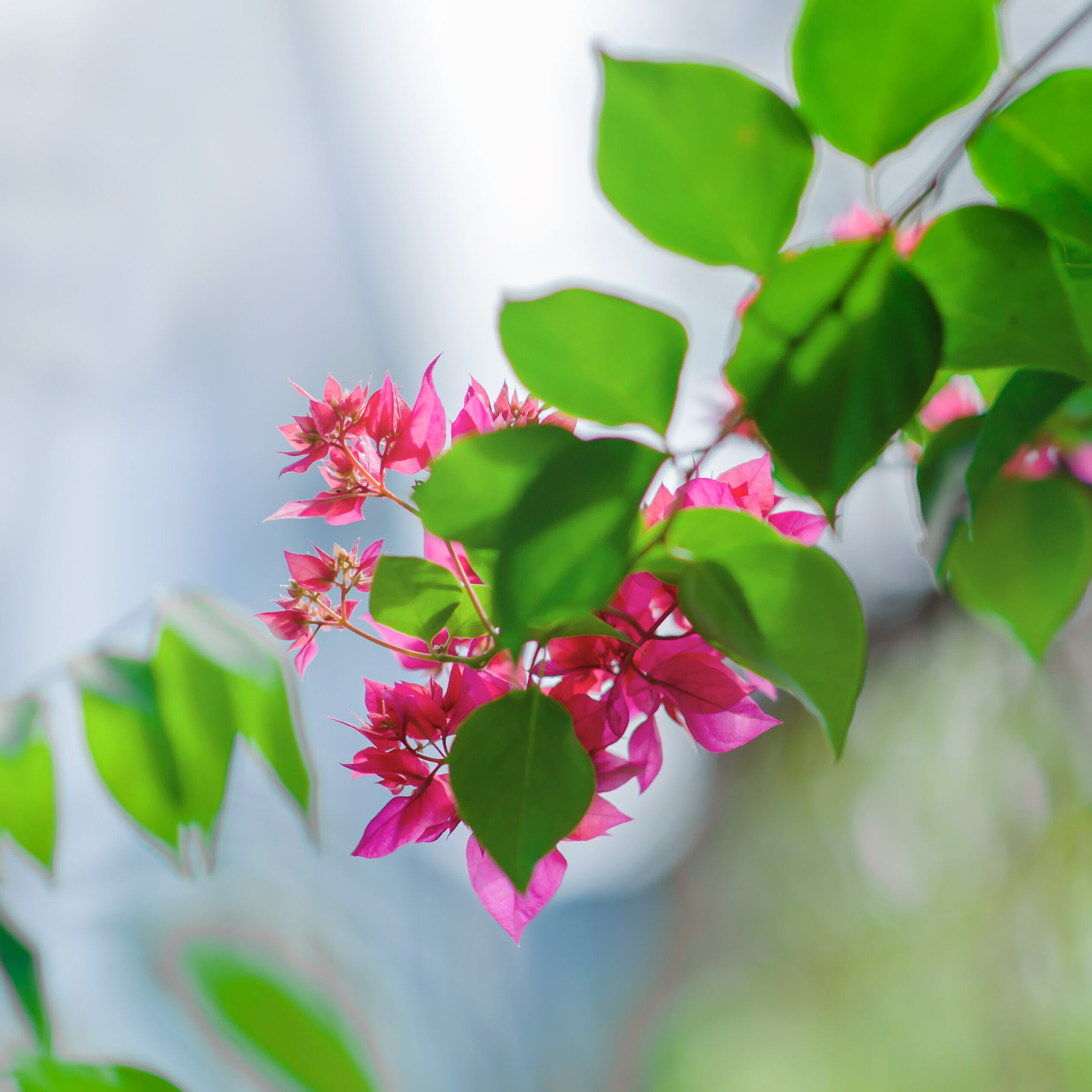 plantas para dibujar faciles y bonitas